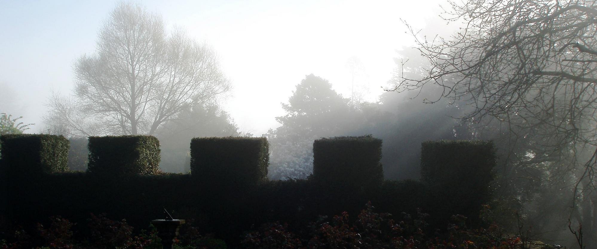 misty hedge